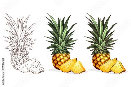 Fototapeta Naklejka Na Ścianę i Meble -  Handdrawn color pineapple illustration. For natural or organic fruit products and health care goods.