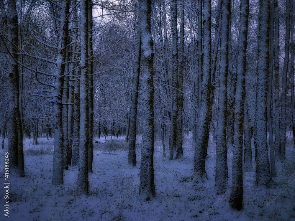 Dark winter forest. Twilight in a snowy mysterious woods. Beautiful background. Dark winter forest. Twilight in a snowy mysterious woods. Beautiful background.