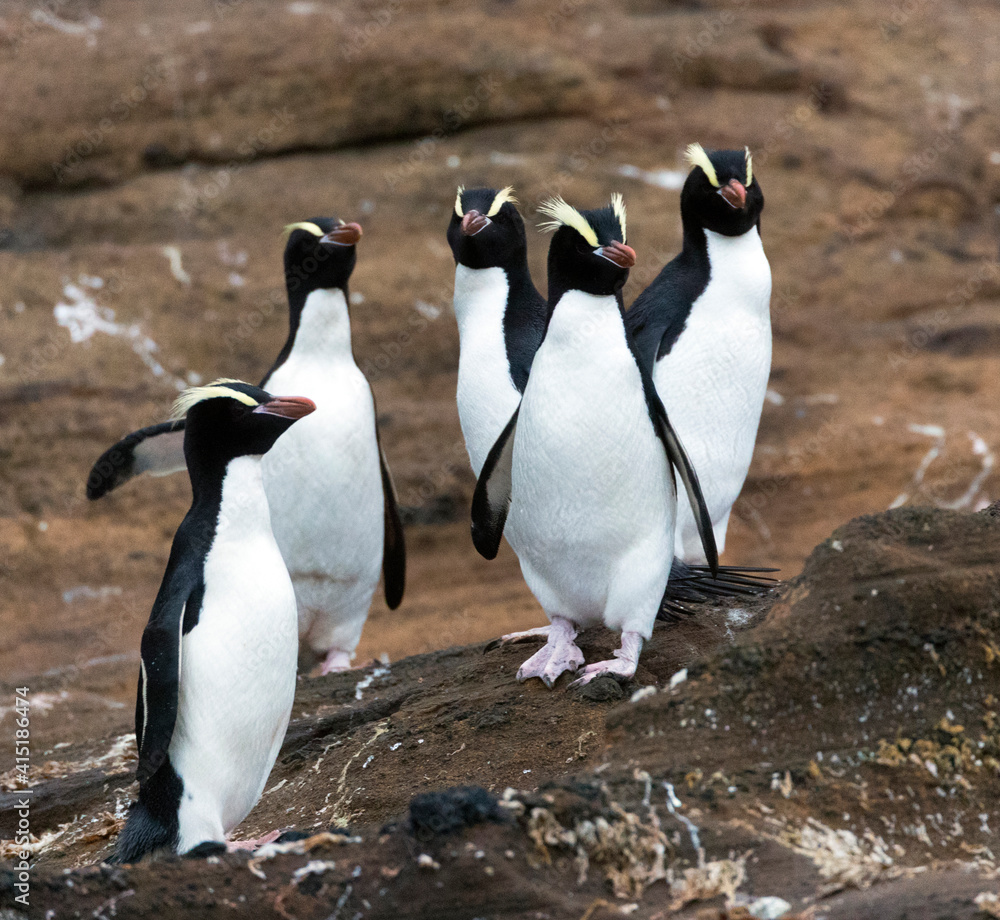 Fototapeta premium Erect-crested Penguin, Eudyptes sclateri