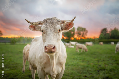 portrait of Charolais bulls and cows on a meadow in the evening light with beautiful sky 