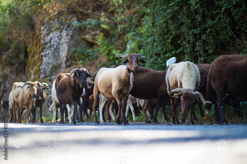 Sheeps in the moutains, Serra da Estrela. © moovaudiovisuais