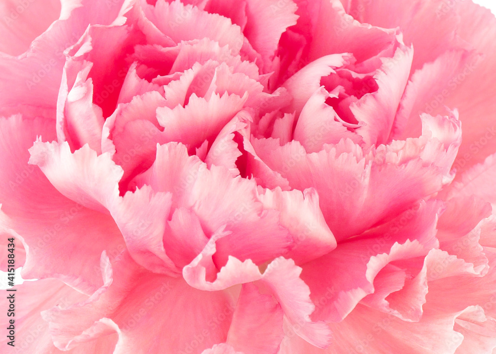 Beautiful light pink carnation background