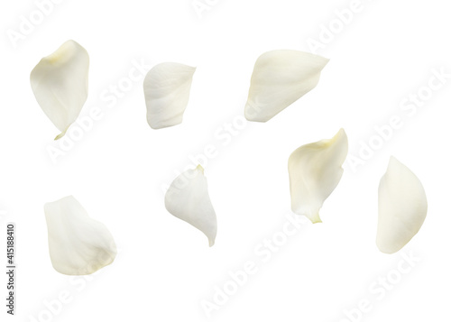 White rose petals on white background