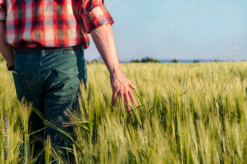 Farmer or agronomist checking the wheat crop before harvest. Hand touching ripening wheat grains in early summer. Close up.