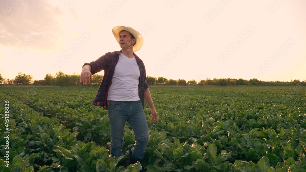 Agriculture. Senior farmer in green field. Agricultural business. Senior farmer in a field at sunset. Agriculture eco culture. Farmer inspecting the harvest of agricultural crops. Agriculture concept Agriculture. Senior farmer in green field. Agricultural business. Senior farmer in a field at sunset. Agriculture eco culture. Farmer inspecting the harvest of agricultural crops. Agriculture concept