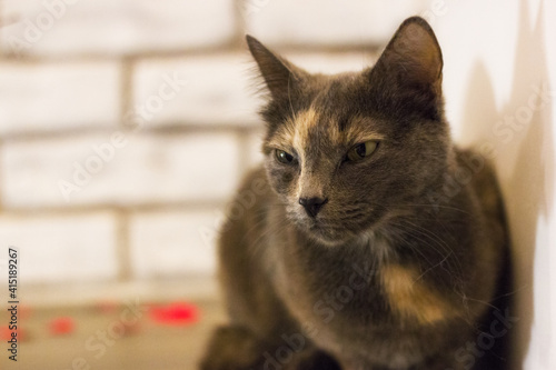 Fototapeta Naklejka Na Ścianę i Meble -  sad gray cat on brick wall background
