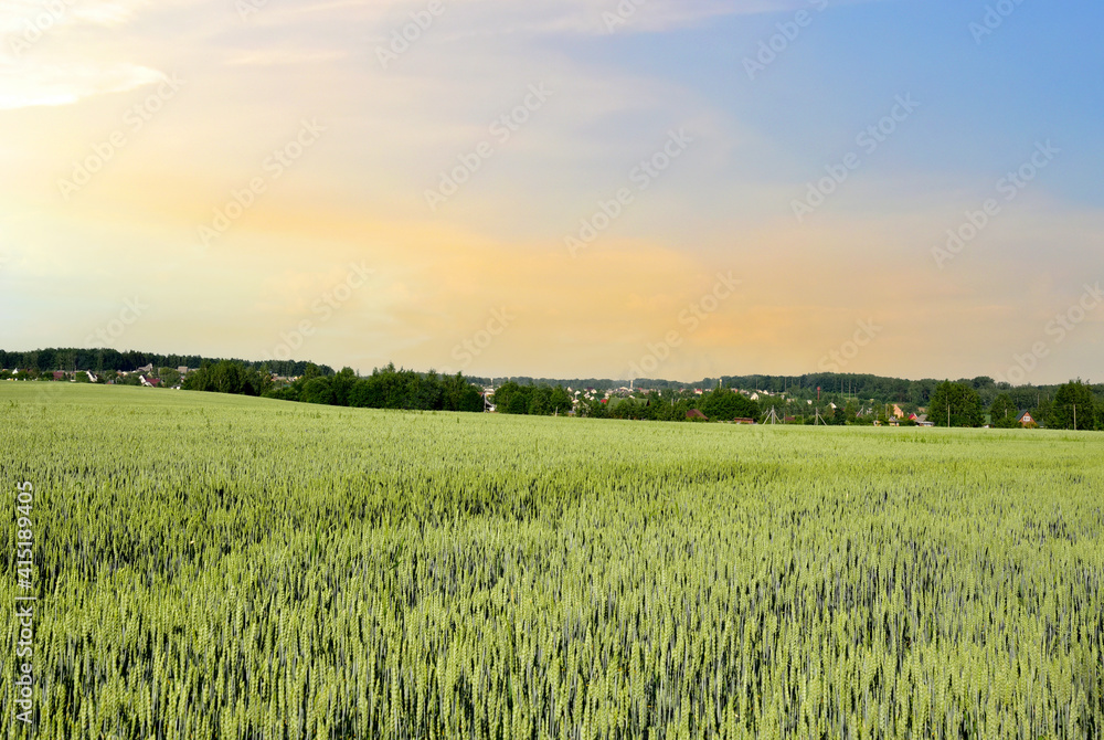 View on field with young green wheat crop on sunset background. Farm concept, production of flour, bread and bakery products. Agricultural landscape and summer harvest. Growing crops