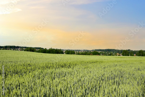 View on field with young green wheat crop on sunset background. Farm concept, production of flour, bread and bakery products. Agricultural landscape and summer harvest. Growing crops