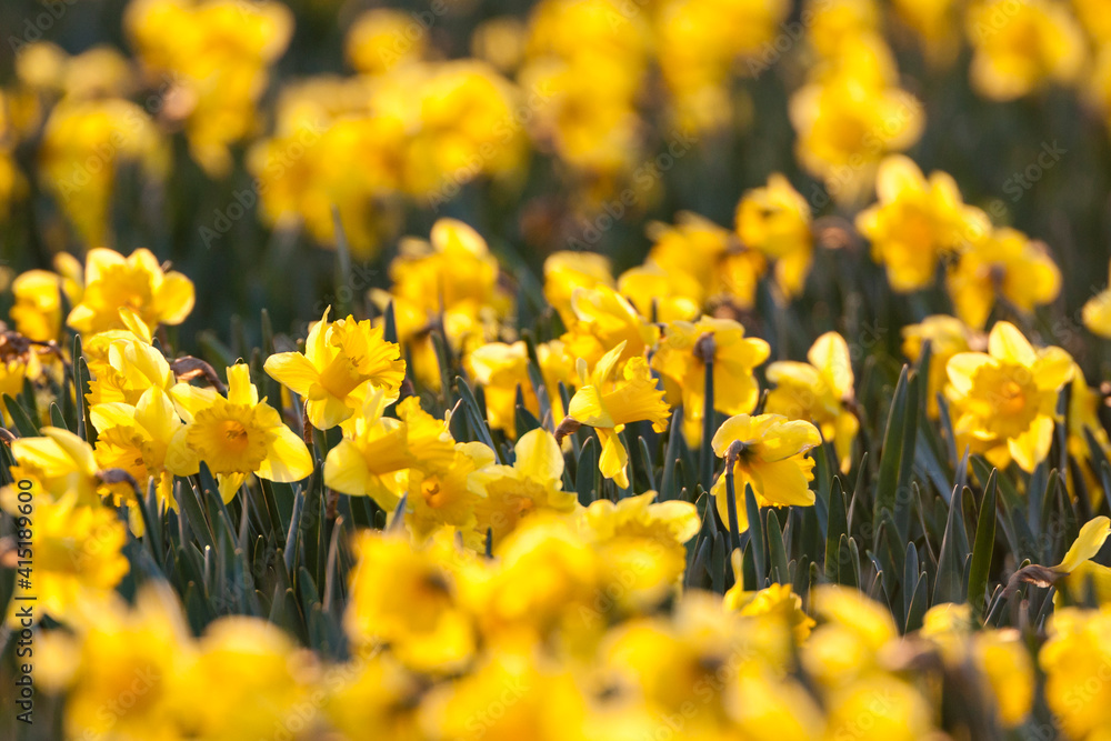 Narcis, Daffodil, Narcissus