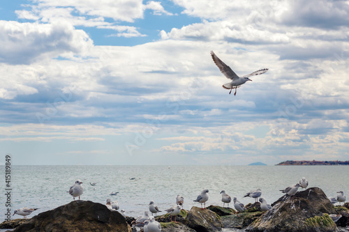 Gulls on the rocks. Seagulls on the stones. Black Sea coast.