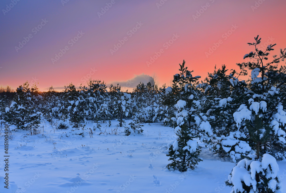 Pine and fir forest covered with snow after strong snowfall. Green pine trees in the snow in winter on sunset. background. Awesome winter landscape. Snow-covered tree in the wild forest Pine and fir forest covered with snow after strong snowfall. Green pine trees in the snow in winter on sunset. background. Awesome winter landscape. Snow-covered tree in the wild forest