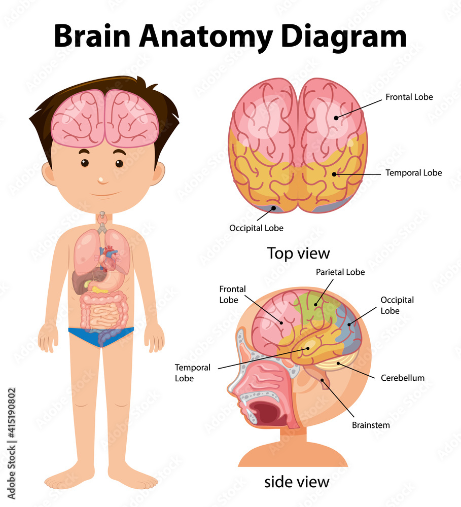Obraz premium Information poster of human brain diagram