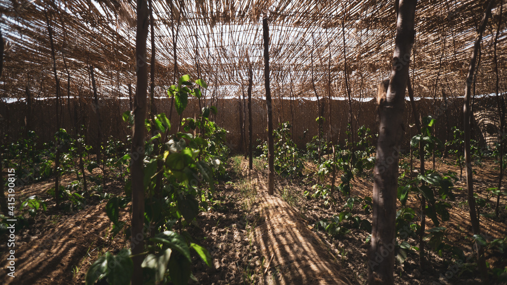 Farm Field Farm Field