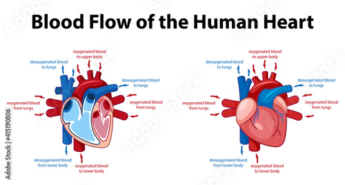 Information poster of human heart diagram