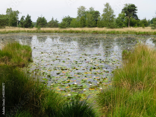 Natuurgebied de Kampina, Nature area the Kampina photo