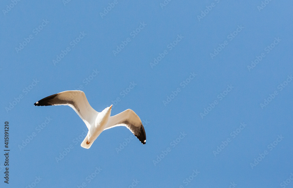 Baltische Mantelmeeuw, Baltic Gull, Larus fuscus fuscus Baltische Mantelmeeuw, Baltic Gull, Larus fuscus fuscus
