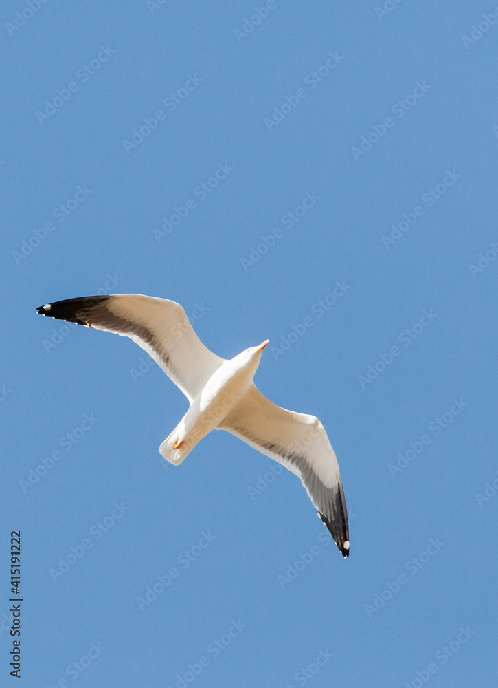 Obraz premium Baltische Mantelmeeuw, Baltic Gull, Larus fuscus fuscus