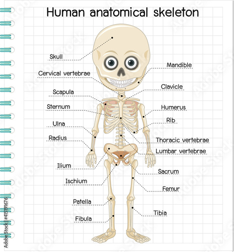 Human anatomical skeleton with label
