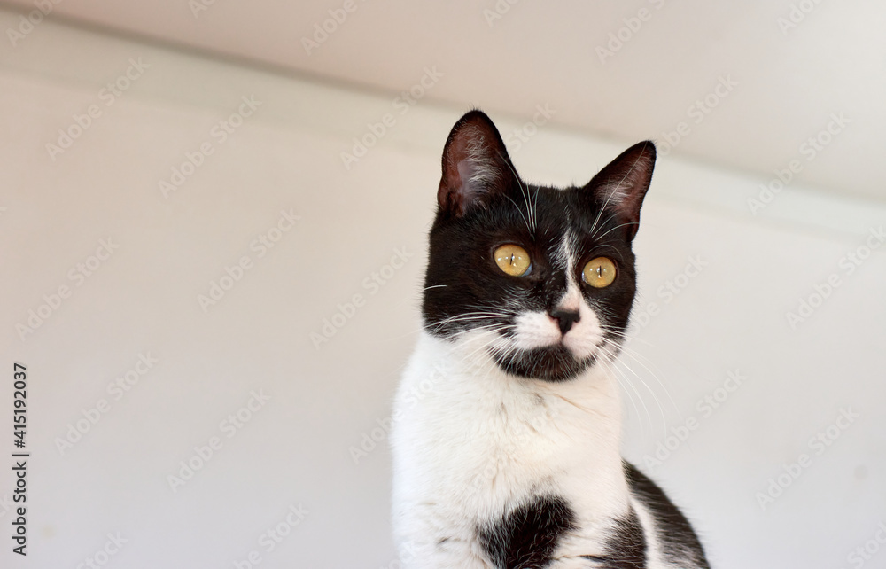 A portrait of a black and white cat A portrait of a black and white cat