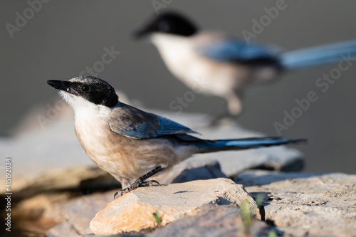 Blauwe Ekster, Iberian Magpie, Cyanopica cooki photo