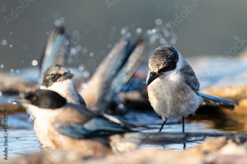 Blauwe Ekster, Iberian Magpie, Cyanopica cooki photo