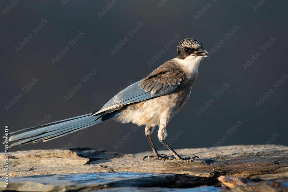 Obraz premium Blauwe Ekster, Iberian Magpie, Cyanopica cooki