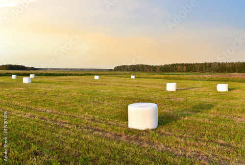 Hay in rolls in white packages stored on field on sunset background. Haystack and Harvesting dry grass for agriculture. Ecological fuel in straw briquettes. Biofuel production