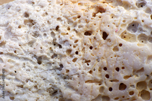 Wallpaper Mural close up of white seashell with bubble holes texture background Torontodigital.ca