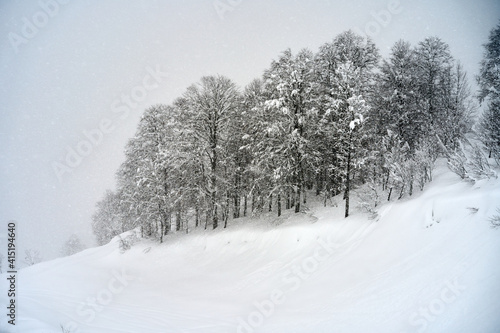 Snow covered trees in forest in a cold winter day, located in Krasnaya Polyana, Sochi, Russia.
