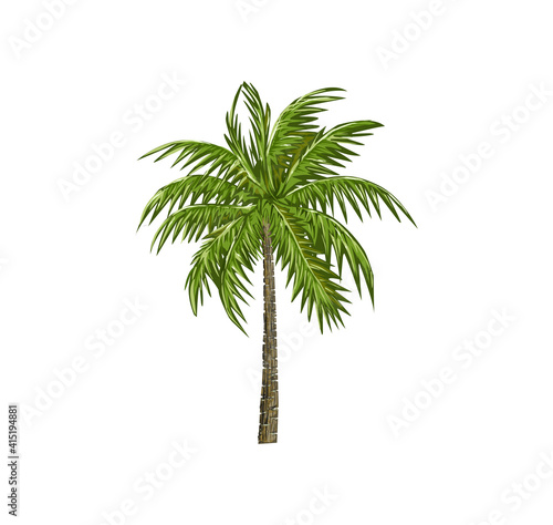 palm tree vector illustration  coconut trees hand drawing art