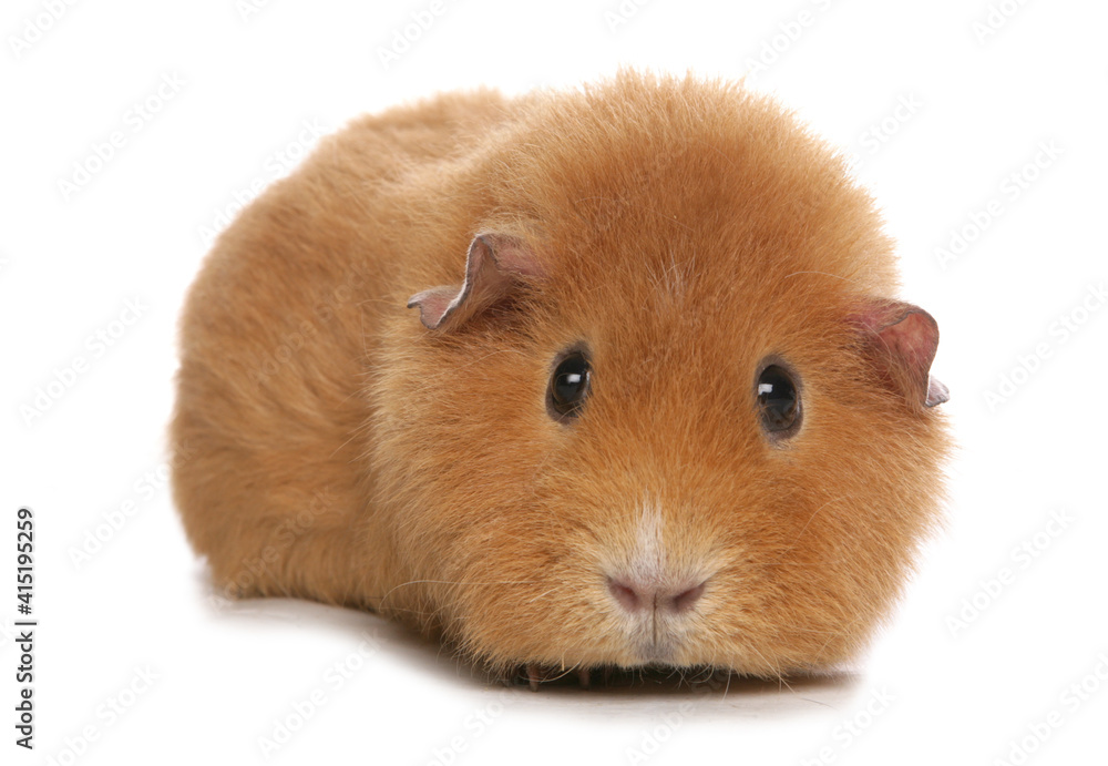 Domestic Guinea Pig Domestic Guinea Pig