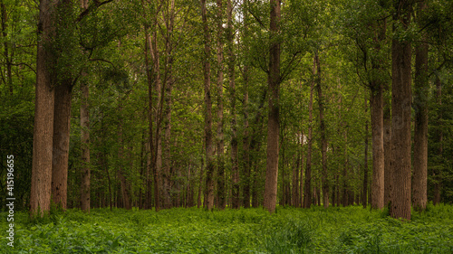 Waldstimmung in Österreich im Sommer