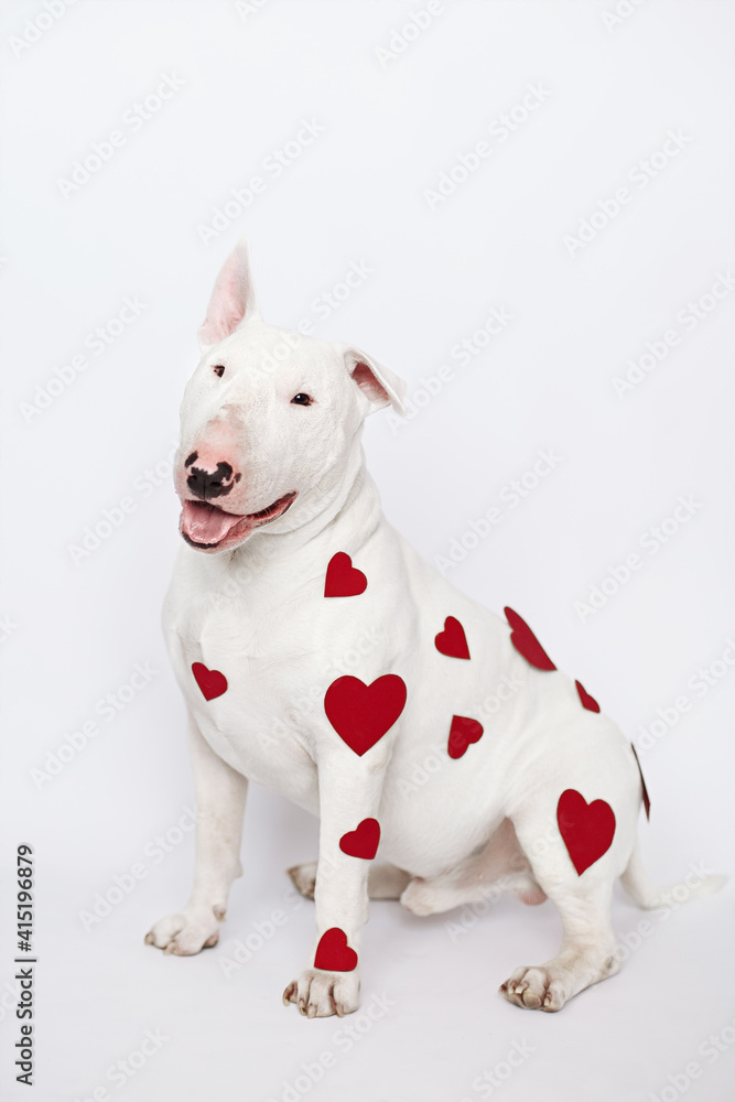 white bull terrier with hearts sit on white background