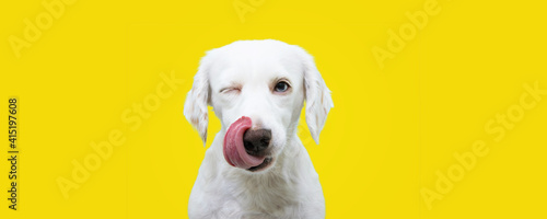 Banner hungry funny puppy dog licking its nose with tongue out and winking one eye closed. Isolated on yellow colored background.