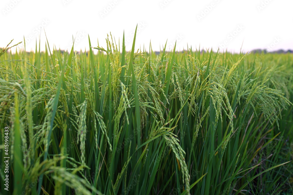 Obraz premium Closeup Ears of rice in the field in the evening