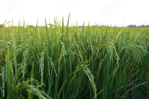 Closeup Ears of rice in the field in the evening