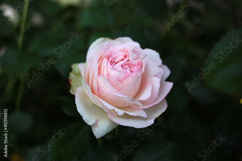 A pale pink rose is fragrant in the garden.