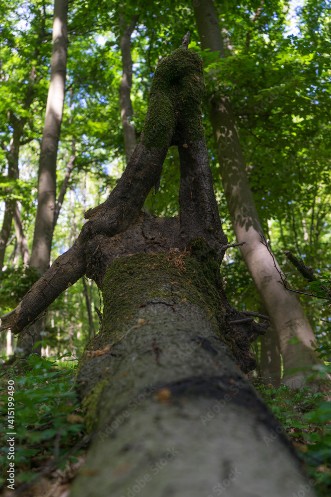 Fototapeta premium Nature creates a geometric form of a tree