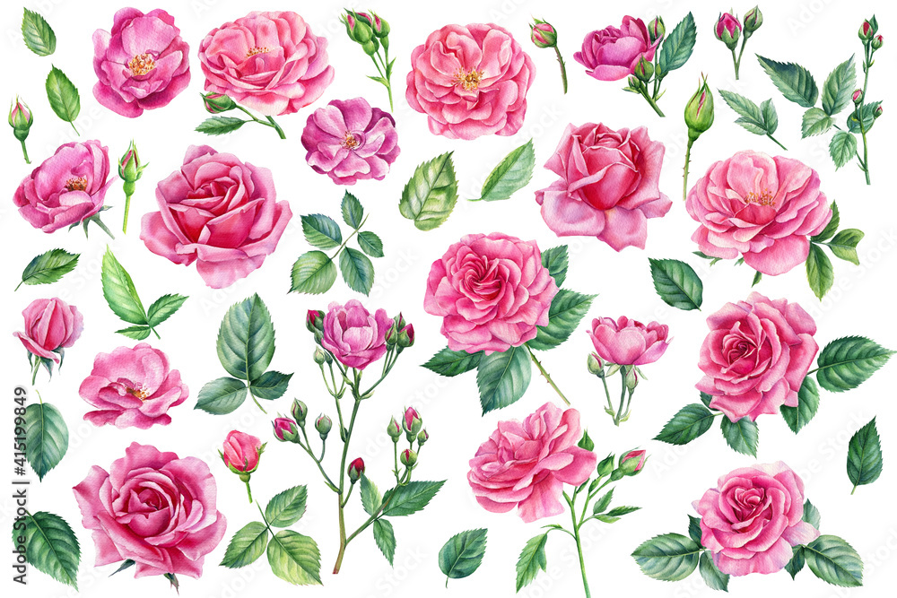 Spring set of beautiful flowers. Roses, buds and leaves on a white background, watercolor painting, floral elements Spring set of beautiful flowers. Roses, buds and leaves on a white background, watercolor painting, floral elements