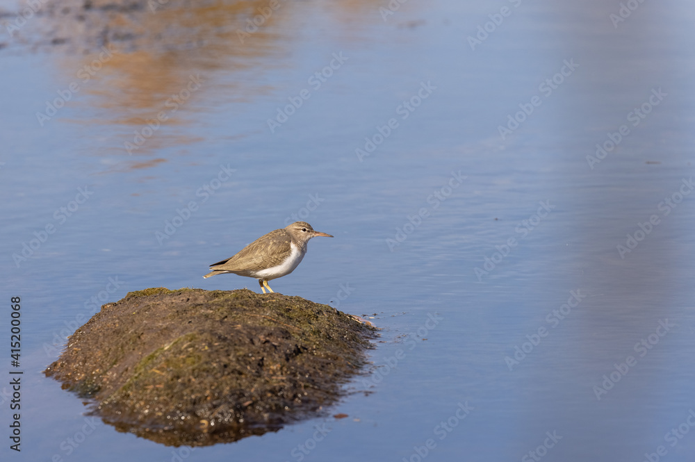 Sandpiper Along the Salt River Arizona in Winter Sandpiper Along the Salt River Arizona in Winter