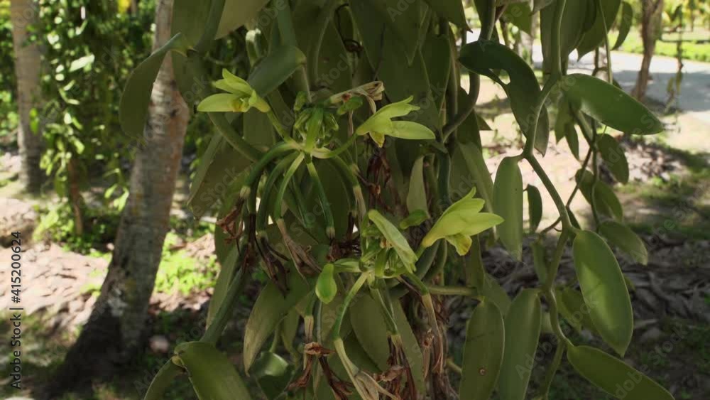 Orchard Vanilla plantation Blossom