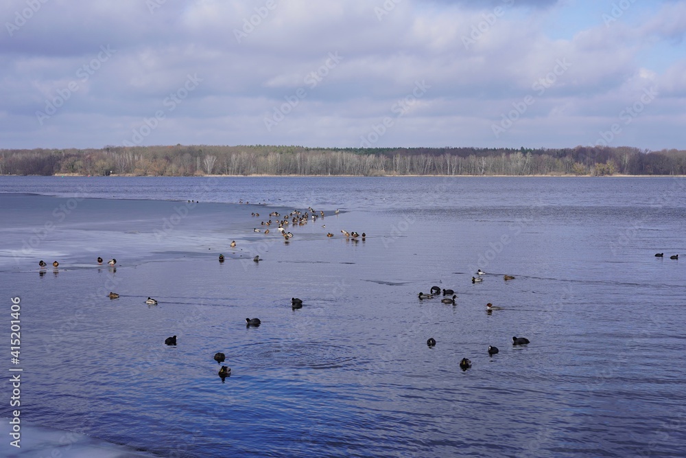 Sonnige Panoramalandschaft der Havel im Winter mit vielen verschiedenen Wasservögeln an und auf einer Eisfläche