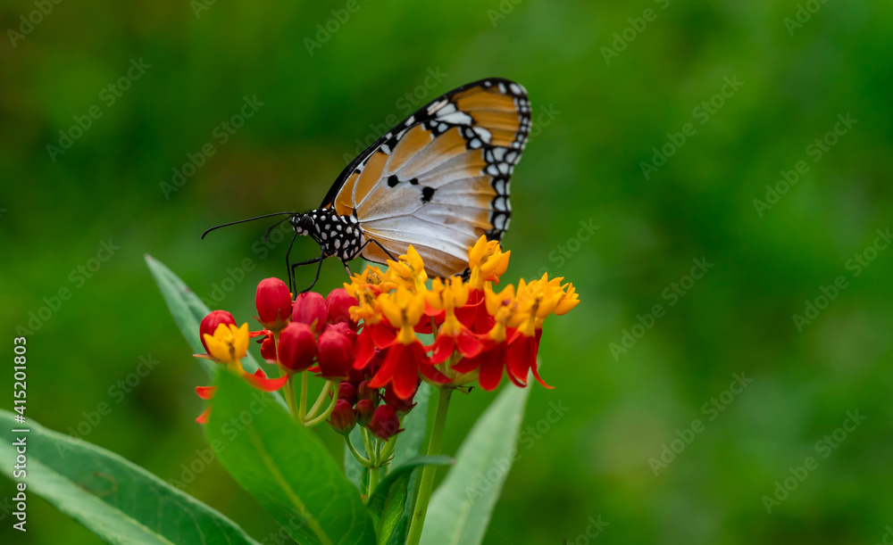 Obraz premium Macro shot of Plain tiger or African monarch butterfly (Danaus chrysippus) in yellow and red flower habitat background. Beautiful Butterfly Portrait Backround