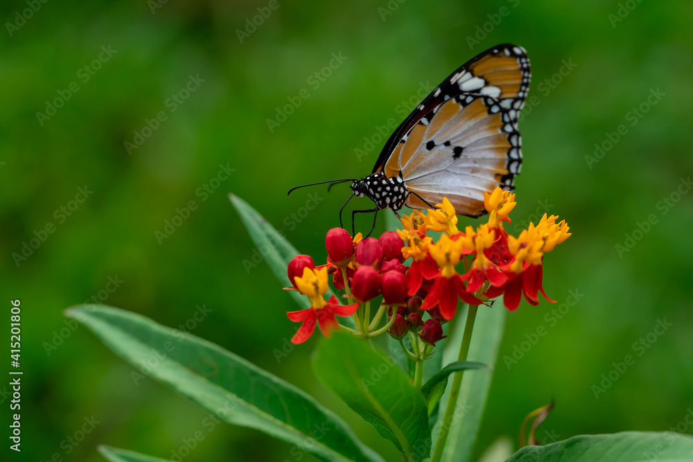 Naklejka premium Macro shot of Plain tiger or African monarch butterfly (Danaus chrysippus) in yellow and red flower habitat background. Beautiful Butterfly Portrait Backround