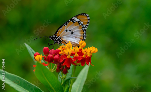 Macro shot of Plain tiger or African monarch butterfly (Danaus chrysippus) in yellow and red flower habitat background. Beautiful Butterfly Portrait Backround