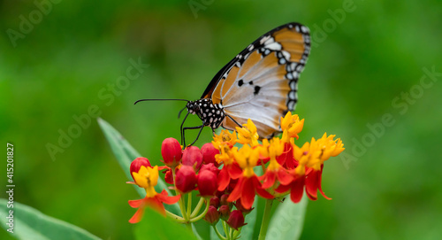 Macro shot of  Plain tiger or African monarch butterfly (Danaus chrysippus) in yellow and red flower habitat background. Beautiful Butterfly Portrait Backround © Bill