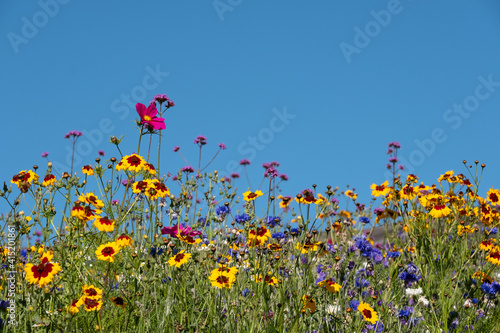 Colourful wild flowers (with copy space) blooming outside Savill Garden, Egham, Surrey, UK, photographed against a clear blue sky. © Lois GoBe