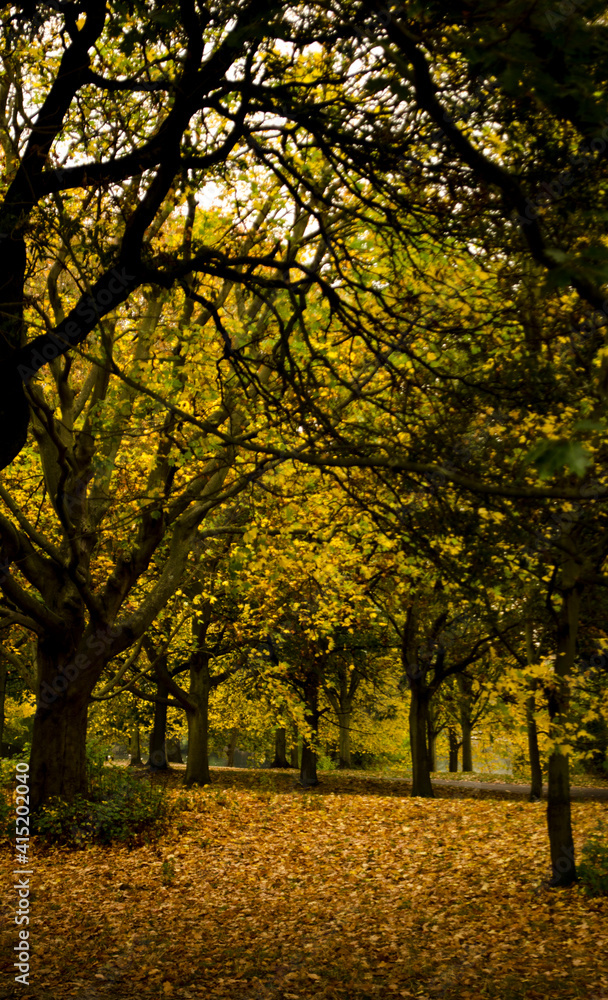 Naklejka premium Autum Park golden leaves from London