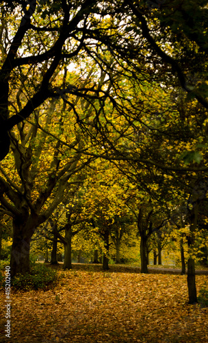 Autum Park golden leaves from London