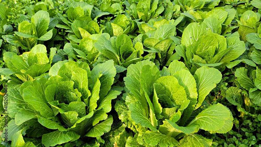 Winter Grown cabbage, Seasoned cabbage, Chinese cabbage, 얼갈이배추 Winter Grown cabbage, Seasoned cabbage, Chinese cabbage, 얼갈이배추